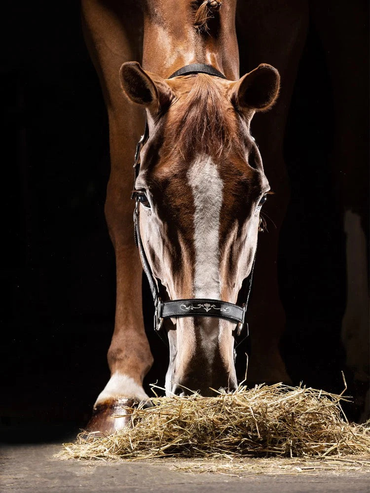 EQUILINE Halfter