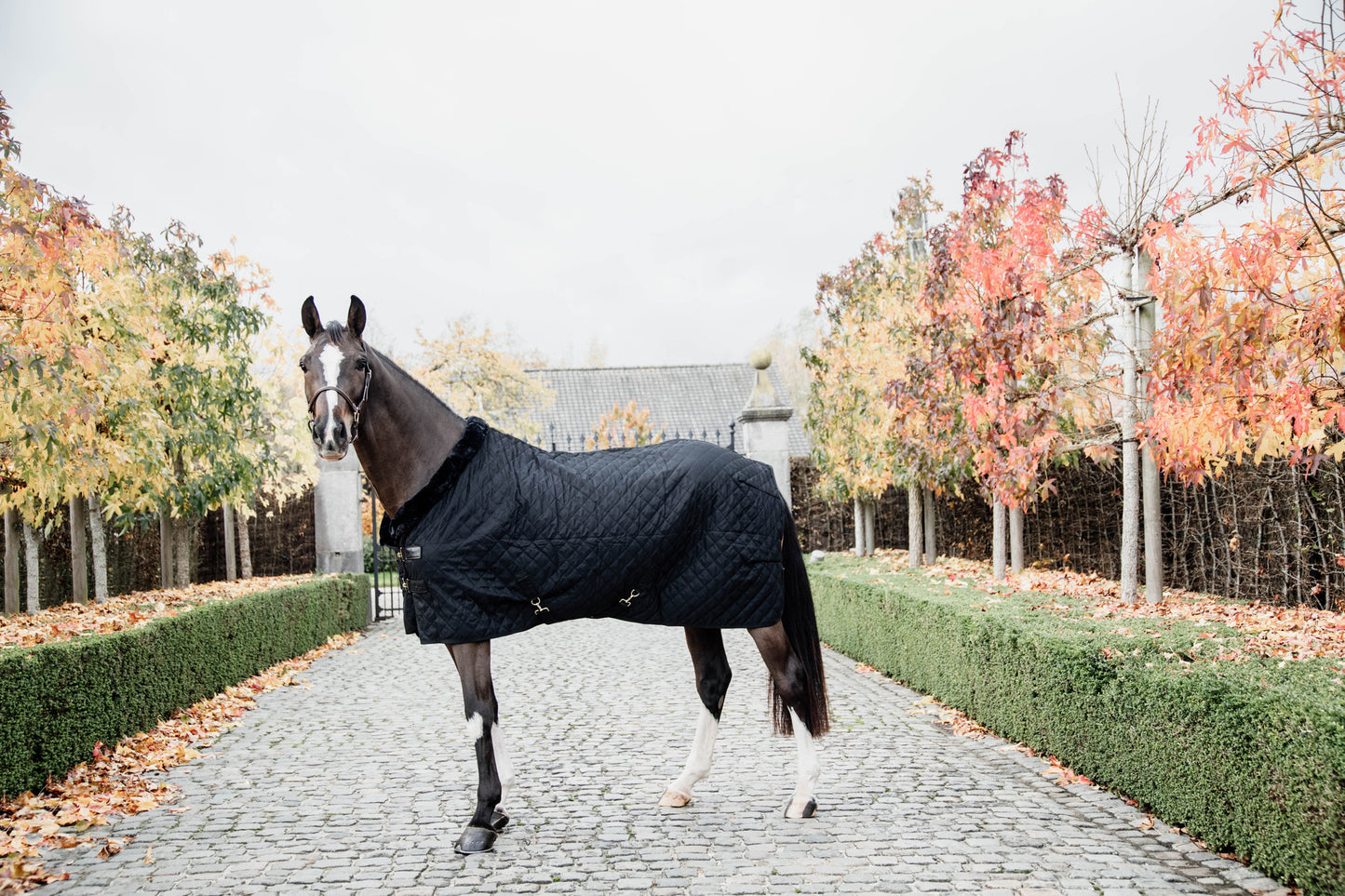 KENTUCKY Turnierdecke